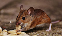 24 Hour & Emergency Exterminators in Possession, WA
